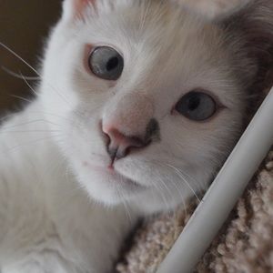 Meet your Posher, Kiley